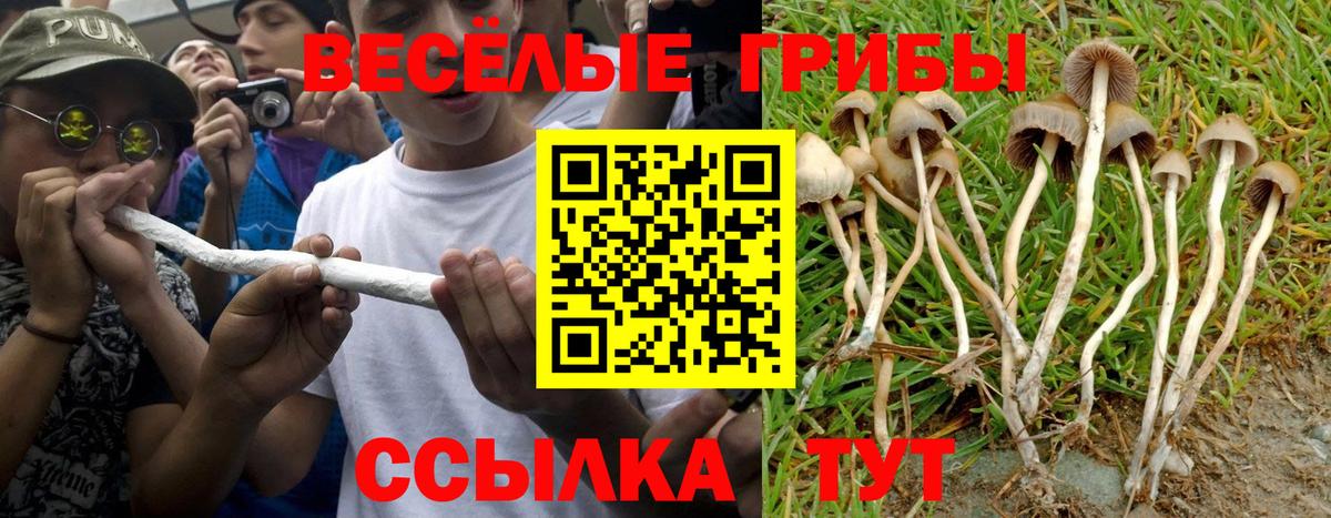 Галлюциногенные грибы Psilocybe  Вход с VPN  Камень-на-Оби 